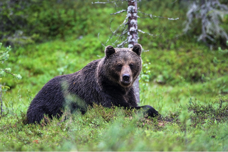 Karhujen katselu- ja kuvauspaikkamme
Kuntilammella