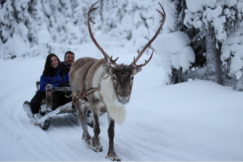 Moottorikelkkasafari porotilalle 