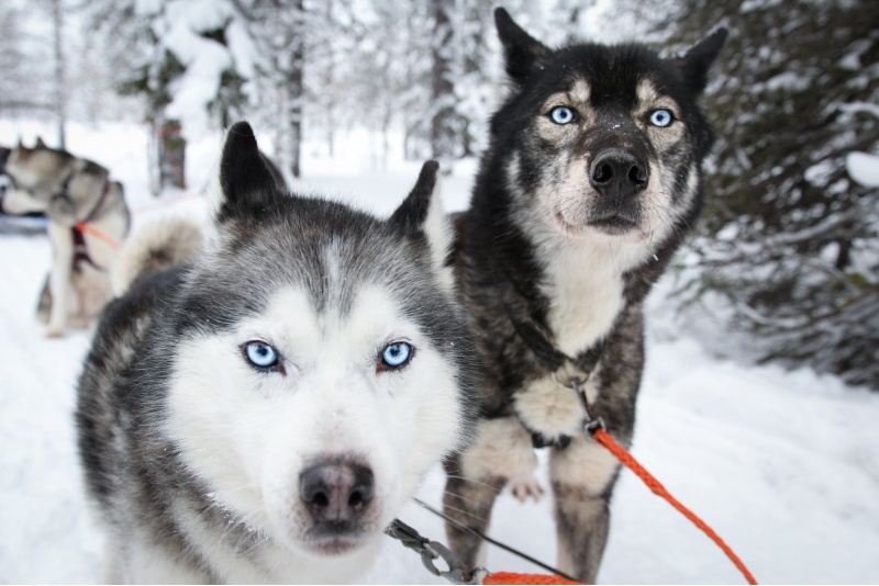 Vieraile huskyfarilla + husky-ajelu (5km)