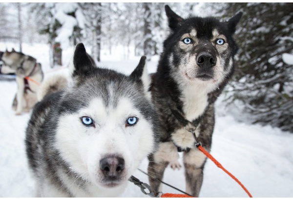 Vieraile huskyfarilla + husky-ajelu (5km)