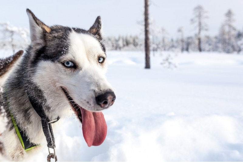 Vieraile huskyfarilla + husky-ajelu (5km)