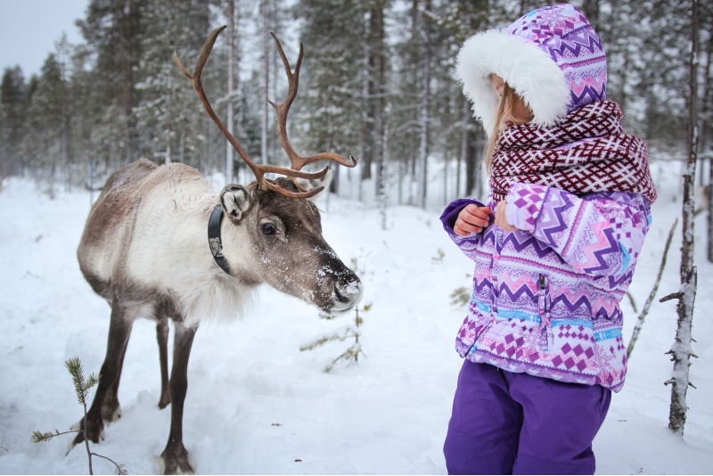 Moottorikelkkasafari porotilalle kahdelle