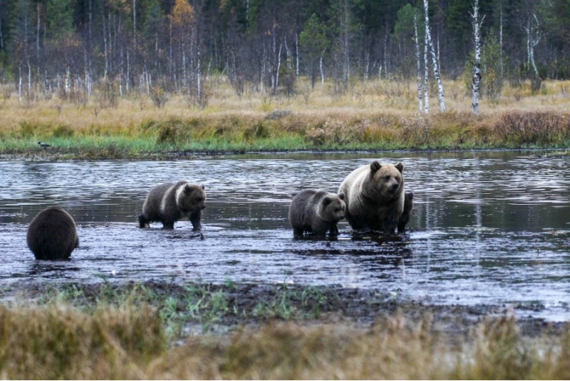 Karhujen katselu- ja kuvauspaikkamme
Kuntilammella