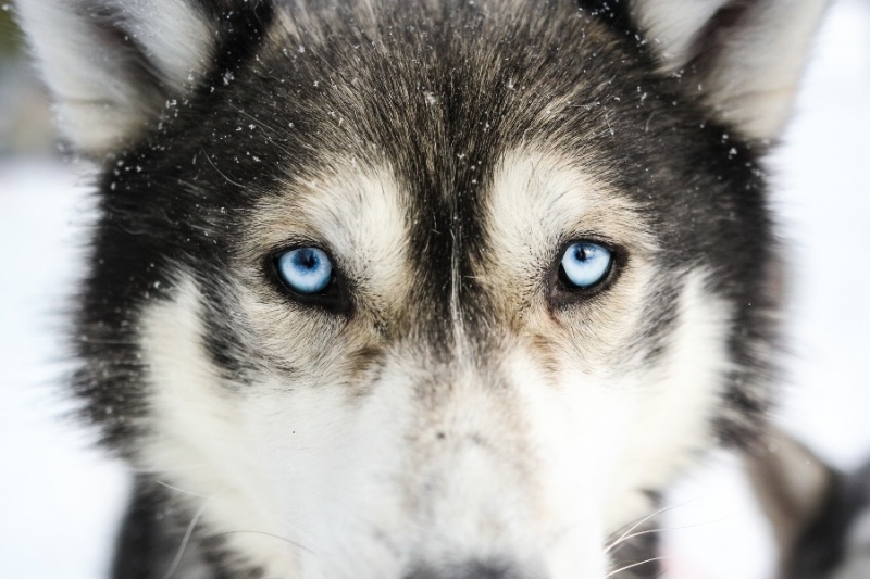 Vieraile huskyfarilla + husky-ajelu (5km)