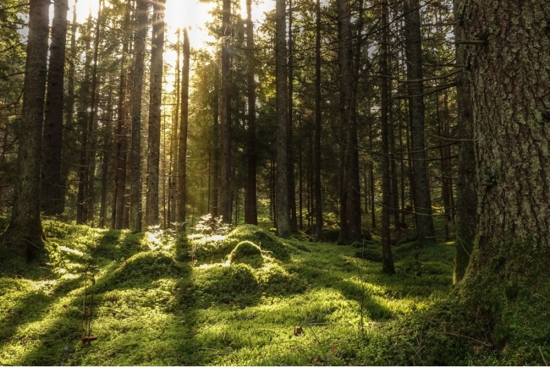 Metsäelämys