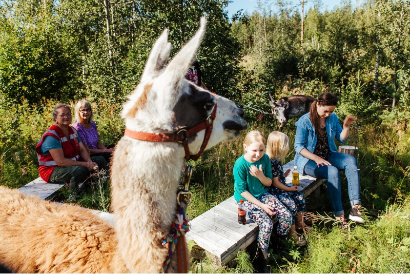 Hanhenlennon veikeät eläinjuhlat