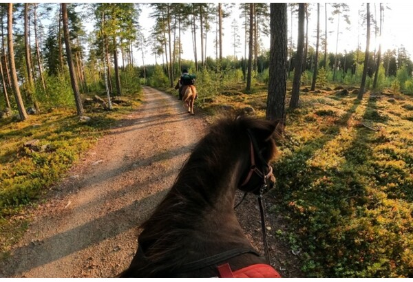 Ohjattu ratsastusretki islanninhevosella kolmelle henkilölle