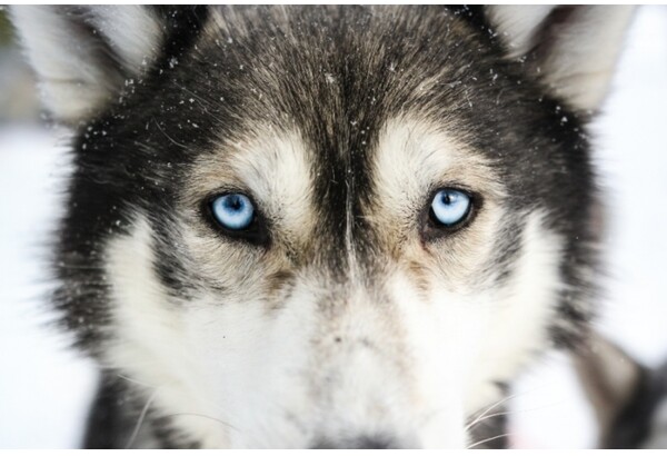 Vieraile huskyfarilla + husky-ajelu (10km)