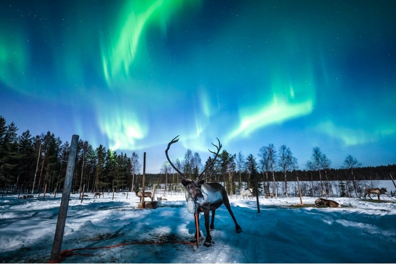 Revontulien jahtaamista pororekiretkellä