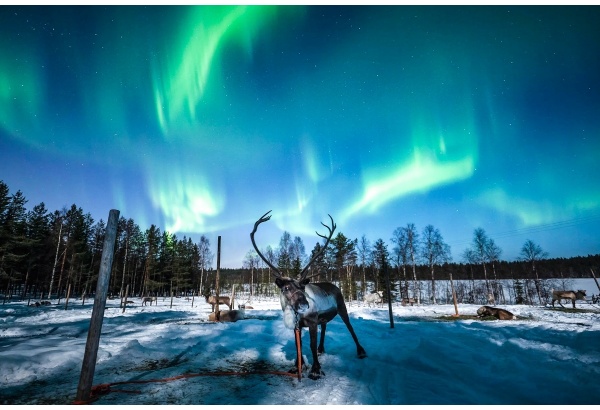 Revontulien jahtaamista pororekiretkellä