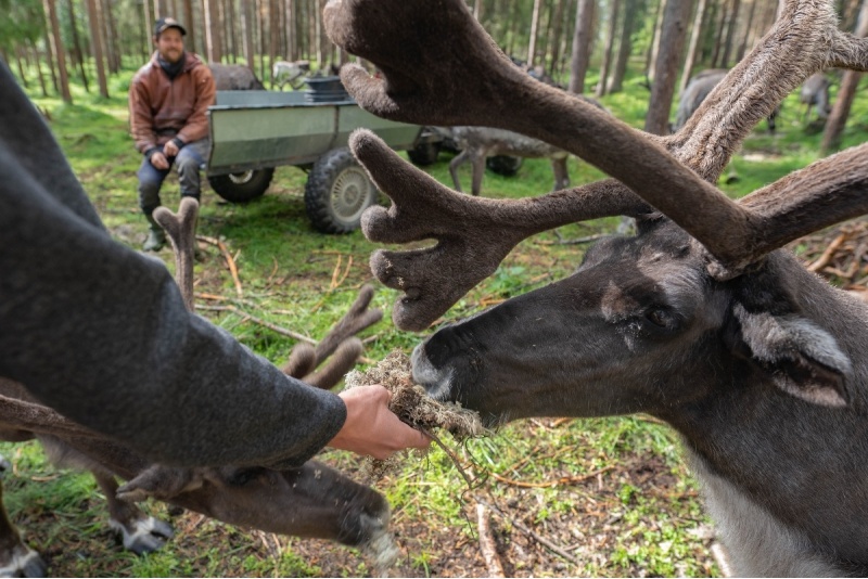 Vierailu porotilalla ja porosafari