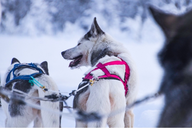 Huskytila vierailu ja 10 km pituinen Huskysafari