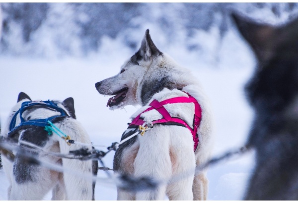 Huskytila vierailu ja 10 km pituinen Huskysafari