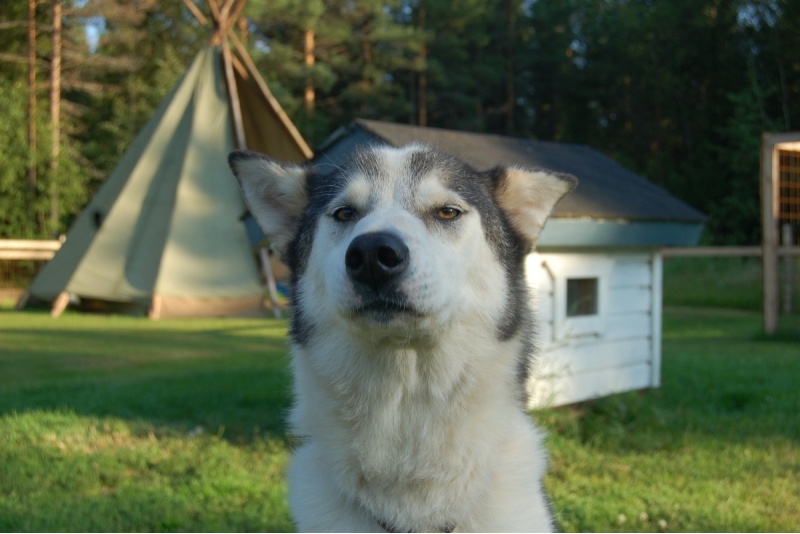 Tervetuloa rekikoirien kotiin