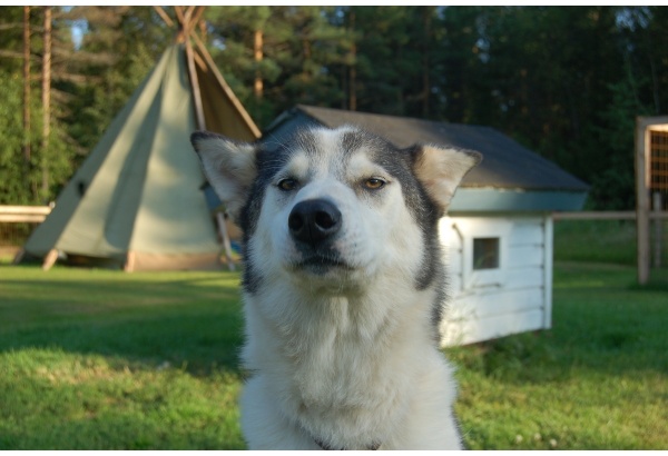 Tervetuloa rekikoirien kotiin