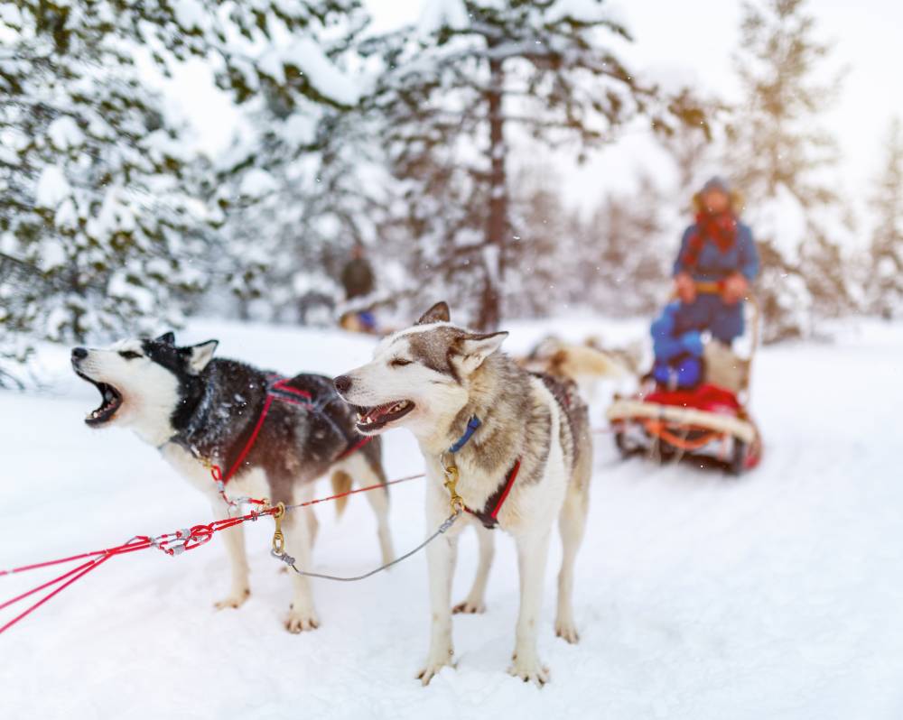 Huskysafarit